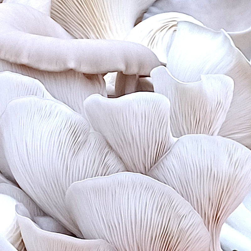 1 Kg Austernpilze (Pleurotus ostreatus)
