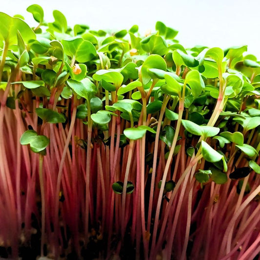 Radish Microgreens (50g) – peppery, crisp, energizing