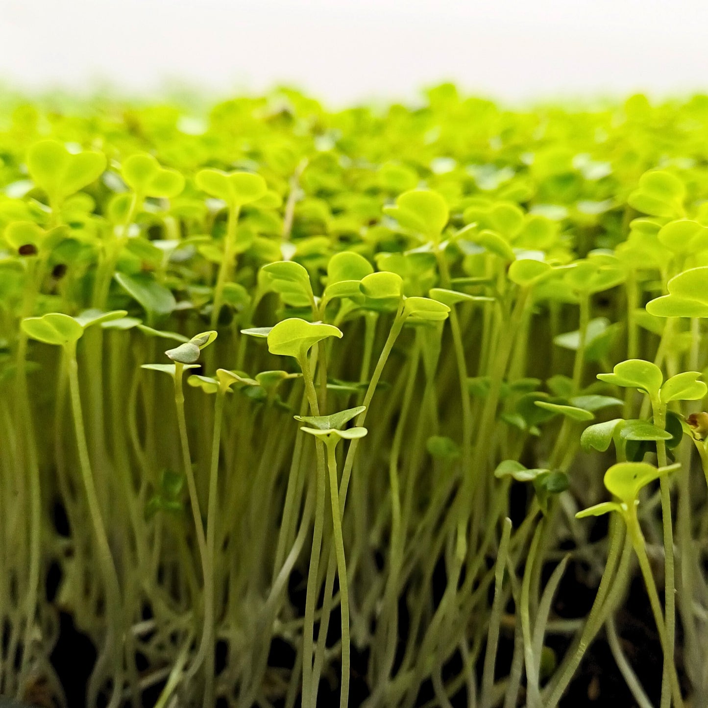 Rucola-Mikrogrün (50 g) – nussig, aromatisch, mediterran