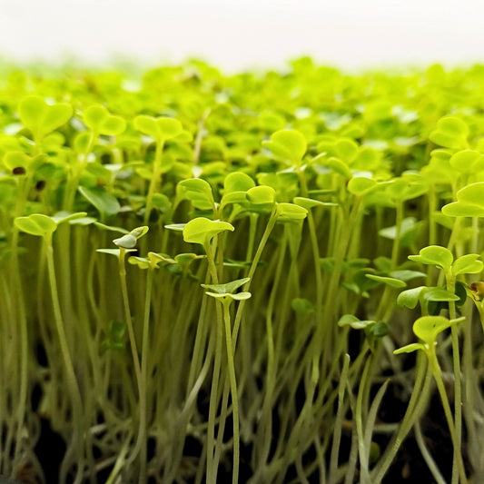 Arugula Microgreens (50g) – nutty, aromatic, Mediterranean