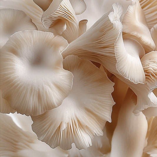 Oyster Mushrooms (Pleurotus ostreatus)