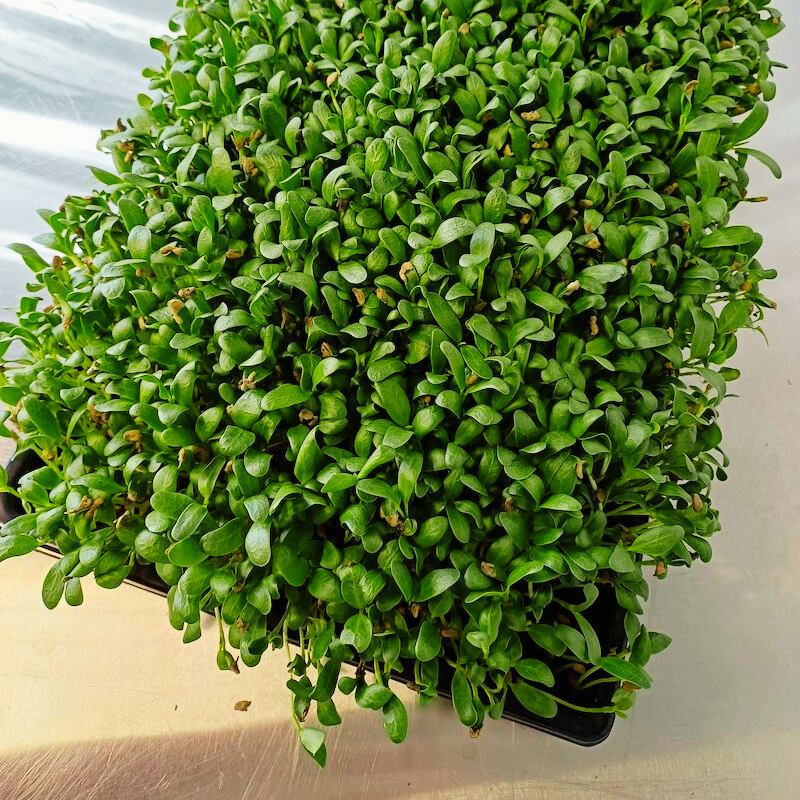 4-Wochen-Abo - Live Tray Fenugreek Microgreens
