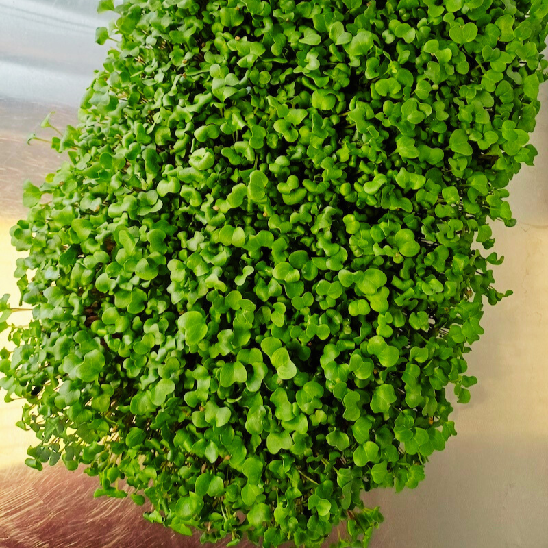 4-Wochen-Abo - Live Tray Radish Microgreens