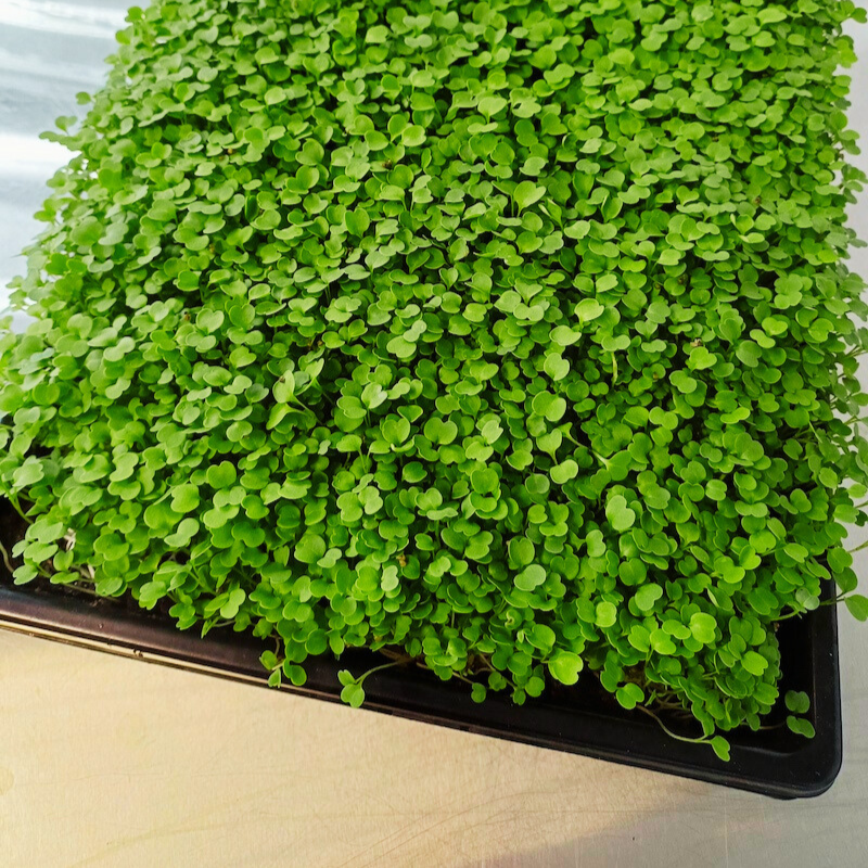 01 Live Tray Rucola Microgreens