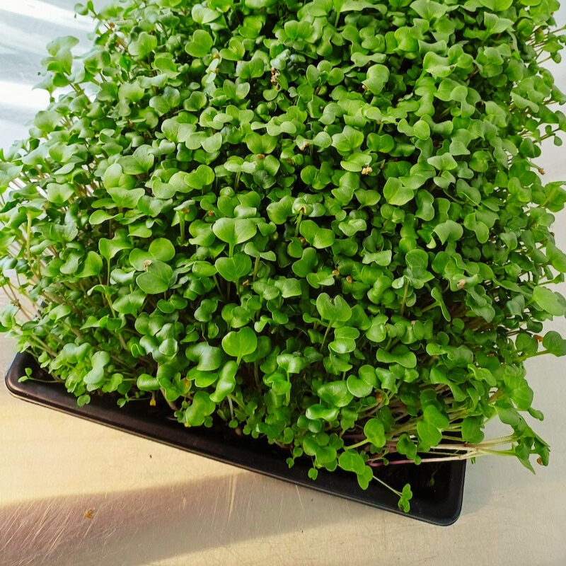 01 Live Tray Salat Mix Microgreens - Radish, Rucola, Broccoli