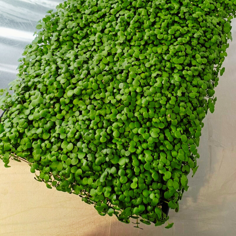 01 Live Tray White Mustard Microgreens